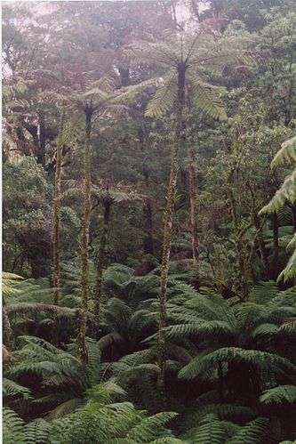 Cyathea cunninghamii